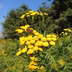 FuturePlanter Alle Pflanzen Im Shop Rainfarn (Tanacetum Vulgare)