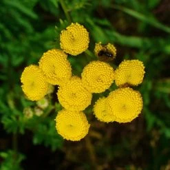 FuturePlanter Alle Pflanzen Im Shop Rainfarn (Tanacetum Vulgare)