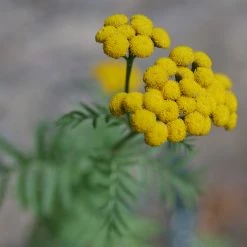 FuturePlanter Alle Pflanzen Im Shop Rainfarn (Tanacetum Vulgare)