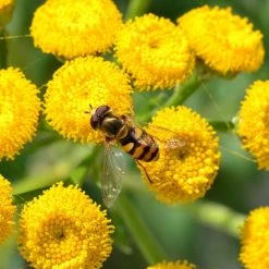 FuturePlanter Alle Pflanzen Im Shop Rainfarn (Tanacetum Vulgare)