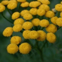 FuturePlanter Alle Pflanzen Im Shop Rainfarn (Tanacetum Vulgare)