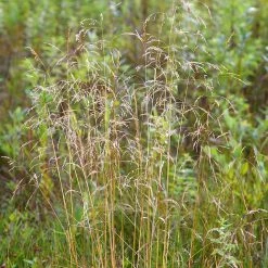 FuturePlanter Rasen-Schmiele (Deschampsia Cespitosa) 10 FuturePlanter Rasen-Schmiele (Deschampsia Cespitosa)