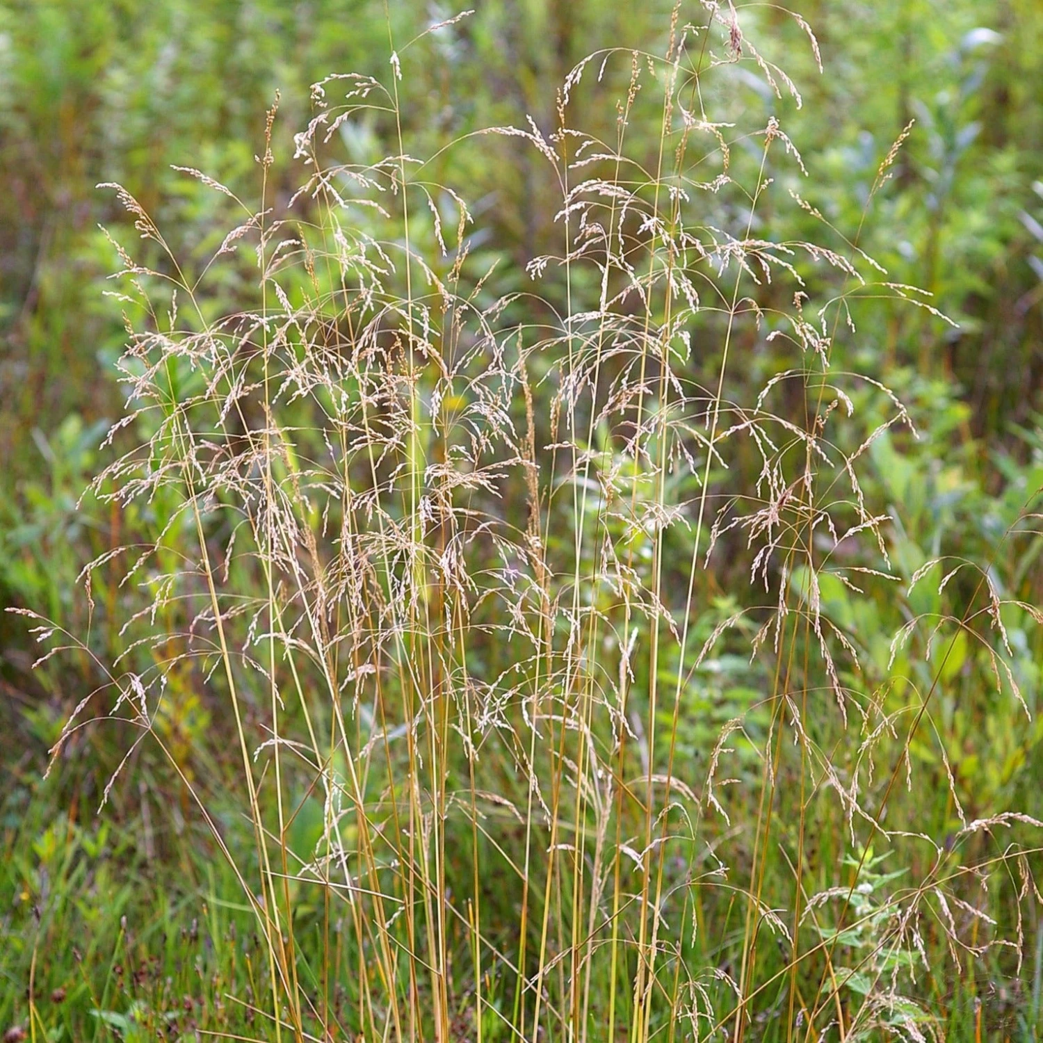 FuturePlanter Rasen-Schmiele (Deschampsia Cespitosa) 3 FuturePlanter Rasen-Schmiele (Deschampsia Cespitosa)