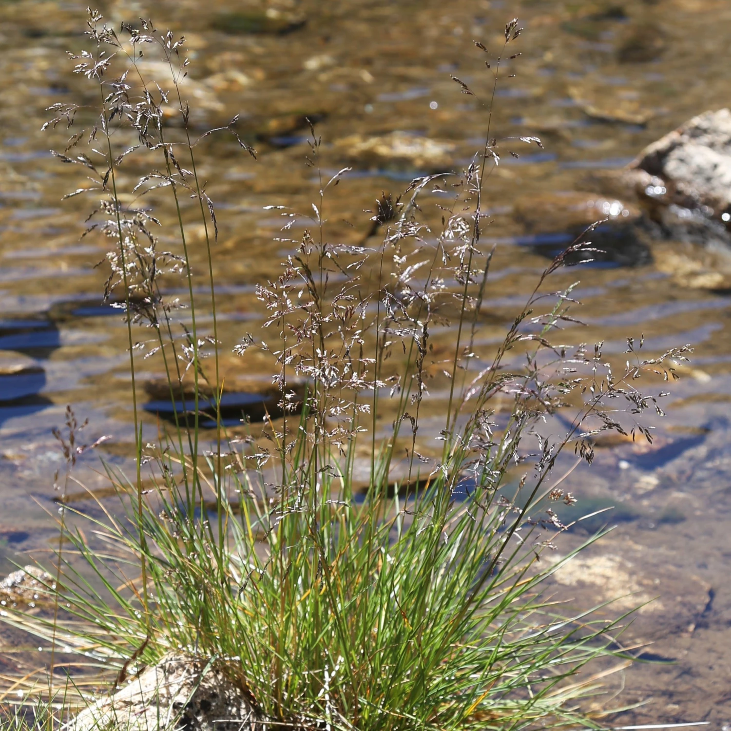 FuturePlanter Rasen-Schmiele (Deschampsia Cespitosa) 5 FuturePlanter Rasen-Schmiele (Deschampsia Cespitosa)