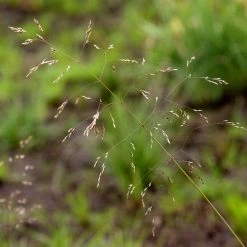 FuturePlanter Rasen-Schmiele (Deschampsia Cespitosa)