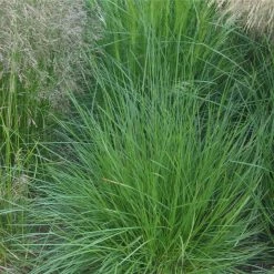 FuturePlanter Rasen-Schmiele (Deschampsia Cespitosa) 15 FuturePlanter Rasen-Schmiele (Deschampsia Cespitosa)