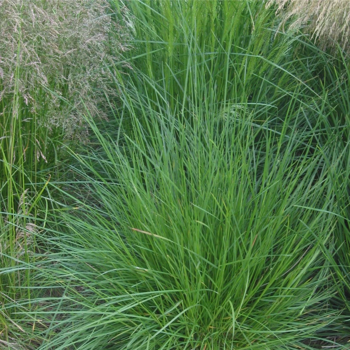 FuturePlanter Rasen-Schmiele (Deschampsia Cespitosa) 8 FuturePlanter Rasen-Schmiele (Deschampsia Cespitosa)