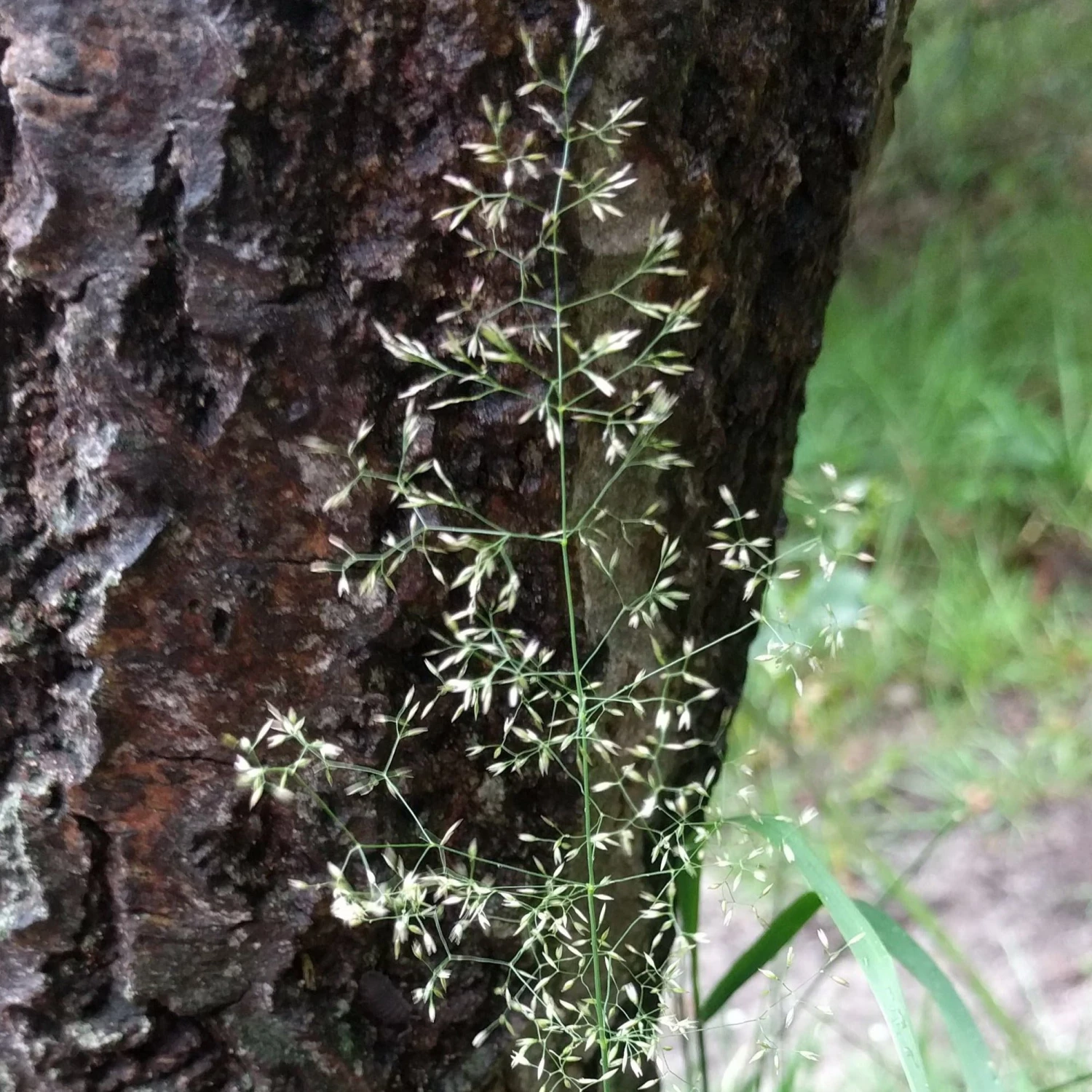 FuturePlanter Rasen-Schmiele (Deschampsia Cespitosa) 1 FuturePlanter Rasen-Schmiele (Deschampsia Cespitosa)