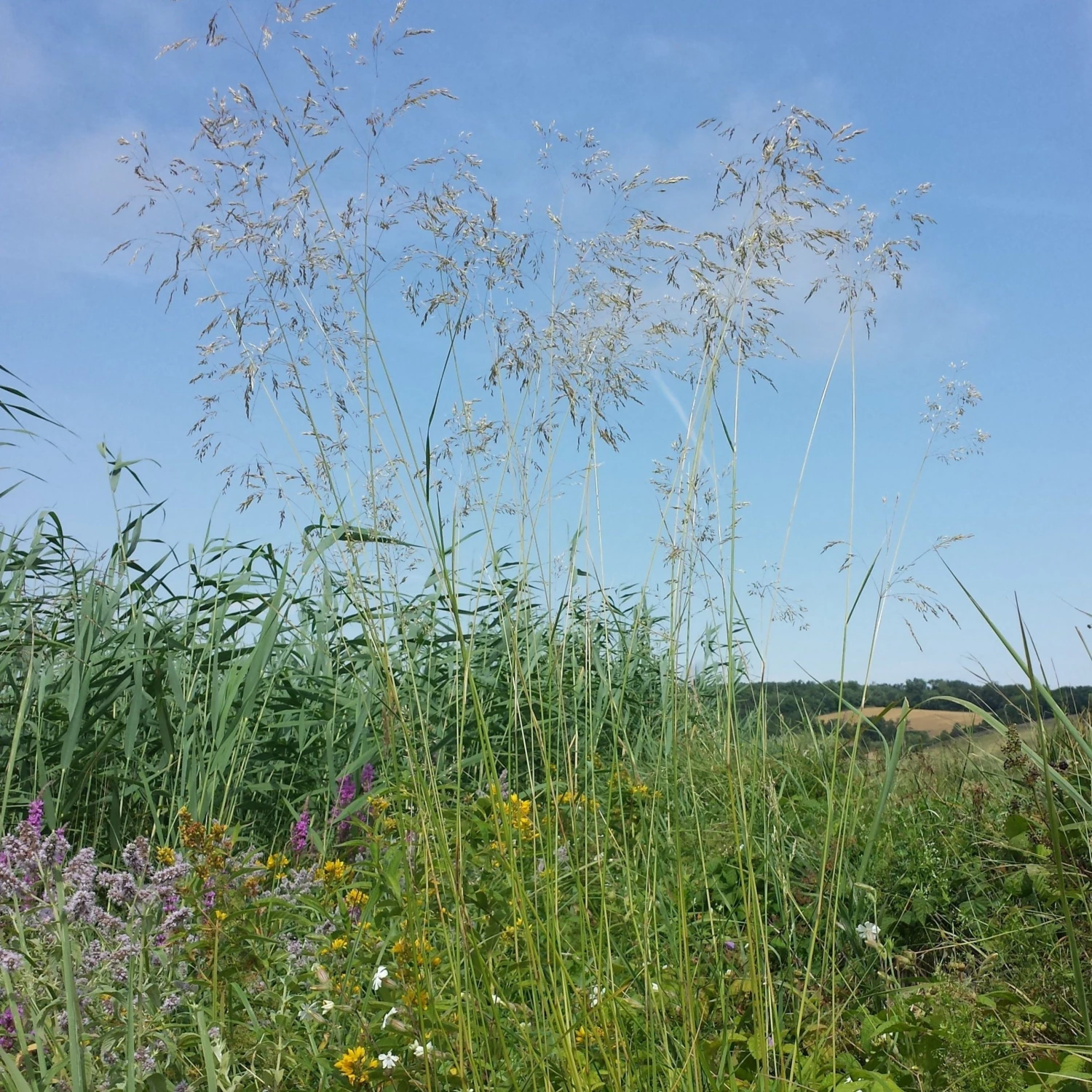 FuturePlanter Rasen-Schmiele (Deschampsia Cespitosa) 6 FuturePlanter Rasen-Schmiele (Deschampsia Cespitosa)