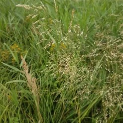 FuturePlanter Rasen-Schmiele (Deschampsia Cespitosa) 14 FuturePlanter Rasen-Schmiele (Deschampsia Cespitosa)