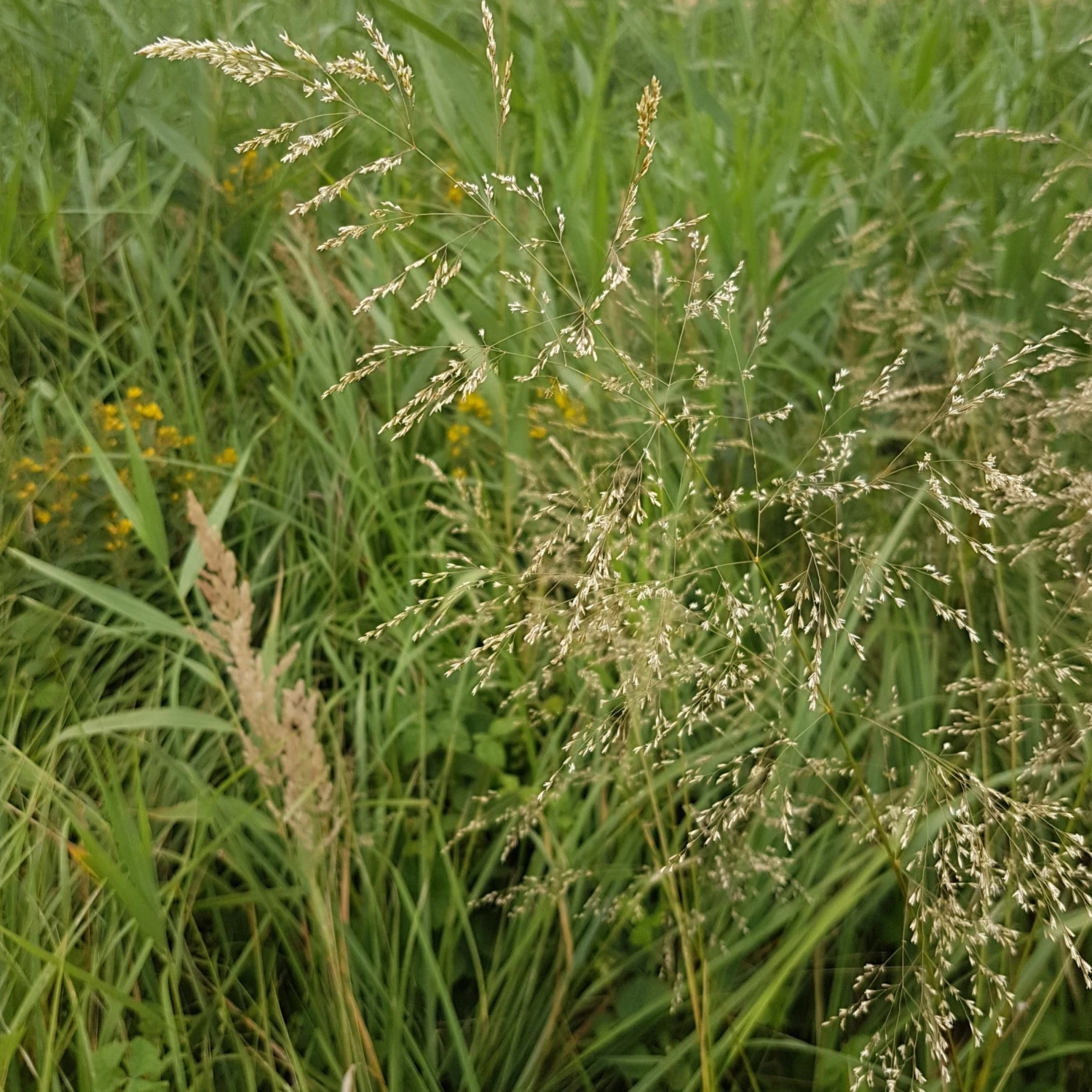 FuturePlanter Rasen-Schmiele (Deschampsia Cespitosa) 7 FuturePlanter Rasen-Schmiele (Deschampsia Cespitosa)