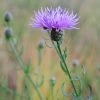 FuturePlanter Rispen-Flockenblume (Centaurea Stoebe) Alle Pflanzen Im Shop
