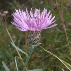 FuturePlanter Rispen-Flockenblume (Centaurea Stoebe) Alle Pflanzen Im Shop 13 FuturePlanter Rispen-Flockenblume (Centaurea Stoebe) Alle Pflanzen Im Shop