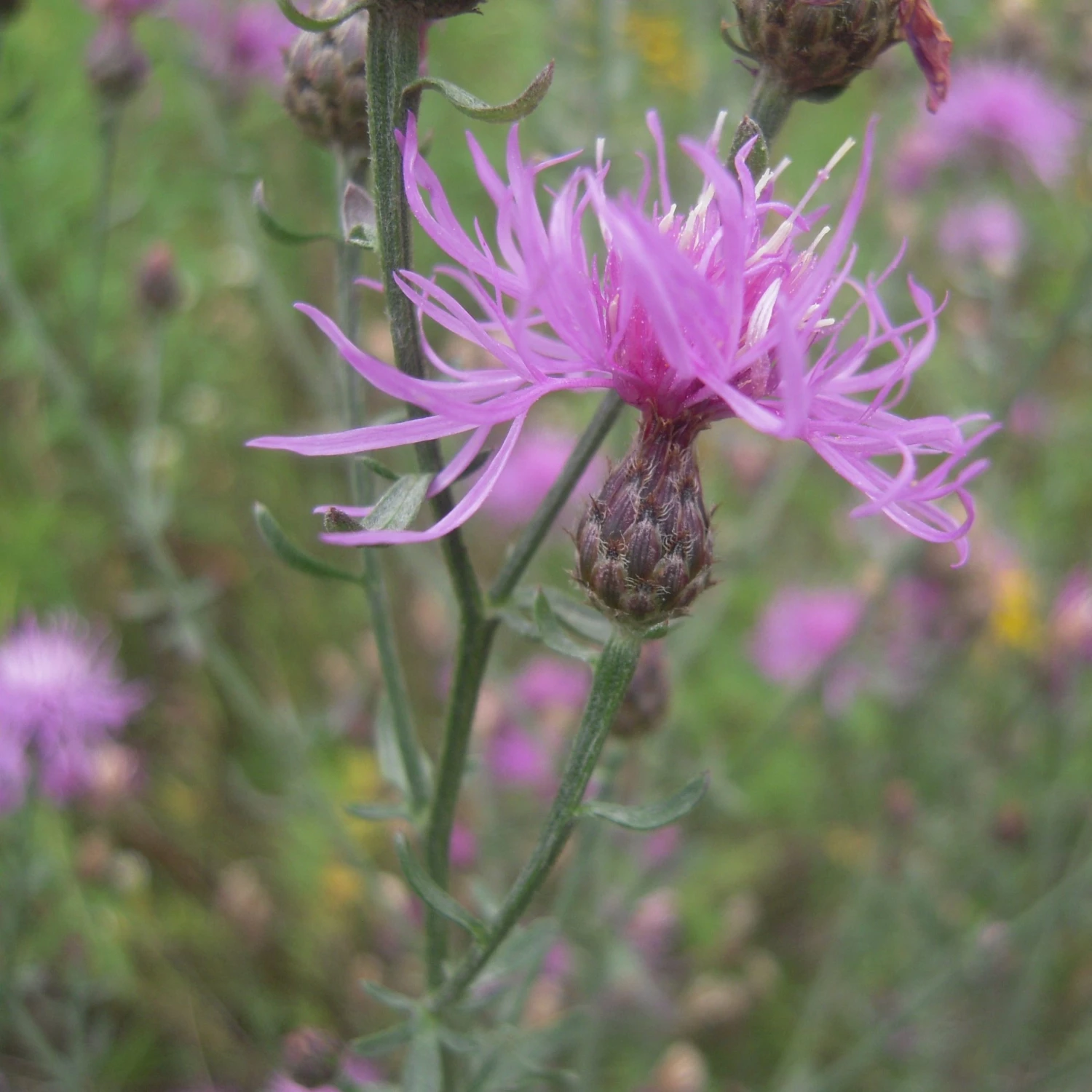 FuturePlanter Rispen-Flockenblume (Centaurea Stoebe) Alle Pflanzen Im Shop 2 FuturePlanter Rispen-Flockenblume (Centaurea Stoebe) Alle Pflanzen Im Shop