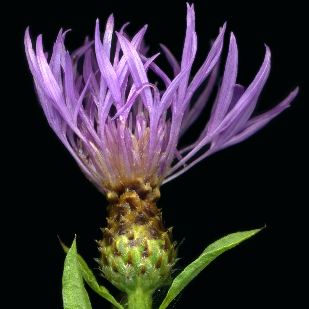 FuturePlanter Rispen-Flockenblume (Centaurea Stoebe) Alle Pflanzen Im Shop 8 FuturePlanter Rispen-Flockenblume (Centaurea Stoebe) Alle Pflanzen Im Shop