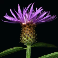 FuturePlanter Rispen-Flockenblume (Centaurea Stoebe) Alle Pflanzen Im Shop 14 FuturePlanter Rispen-Flockenblume (Centaurea Stoebe) Alle Pflanzen Im Shop