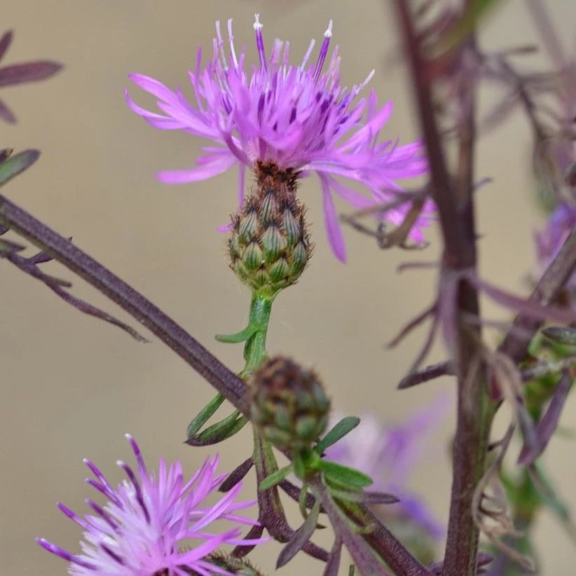 FuturePlanter Rispen-Flockenblume (Centaurea Stoebe) Alle Pflanzen Im Shop 3 FuturePlanter Rispen-Flockenblume (Centaurea Stoebe) Alle Pflanzen Im Shop