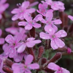 FuturePlanter Rotes Seifenkraut (Saponaria Ocymoides) Alle Pflanzen Im Shop