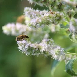 FuturePlanter Ross-Minze (Mentha Longifolia) Alle Pflanzen Im Shop