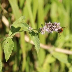 FuturePlanter Ross-Minze (Mentha Longifolia) Alle Pflanzen Im Shop