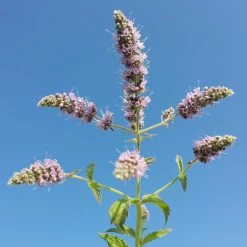 FuturePlanter Ross-Minze (Mentha Longifolia) Alle Pflanzen Im Shop