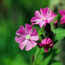 FuturePlanter Alle Pflanzen Im Shop Rote Lichtnelke (Silene Dioica) 10 FuturePlanter Alle Pflanzen Im Shop Rote Lichtnelke (Silene Dioica)