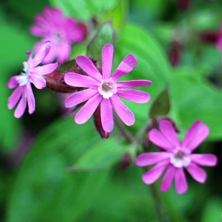FuturePlanter Alle Pflanzen Im Shop Rote Lichtnelke (Silene Dioica) 2 FuturePlanter Alle Pflanzen Im Shop Rote Lichtnelke (Silene Dioica)