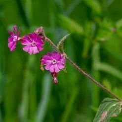 FuturePlanter Alle Pflanzen Im Shop Rote Lichtnelke (Silene Dioica) 11 FuturePlanter Alle Pflanzen Im Shop Rote Lichtnelke (Silene Dioica)