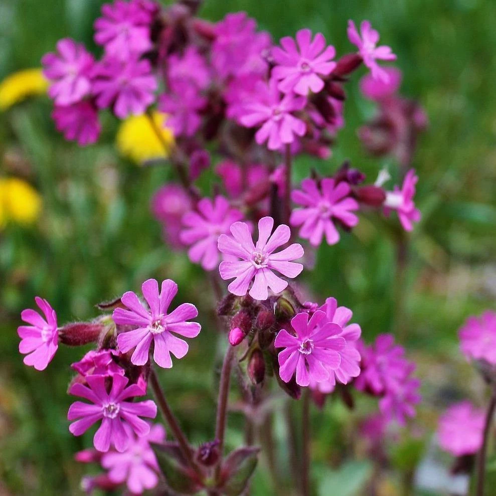 FuturePlanter Alle Pflanzen Im Shop Rote Lichtnelke (Silene Dioica) 7 FuturePlanter Alle Pflanzen Im Shop Rote Lichtnelke (Silene Dioica)