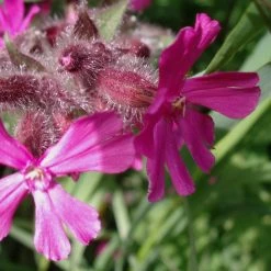 FuturePlanter Alle Pflanzen Im Shop Rote Lichtnelke (Silene Dioica) 15 FuturePlanter Alle Pflanzen Im Shop Rote Lichtnelke (Silene Dioica)