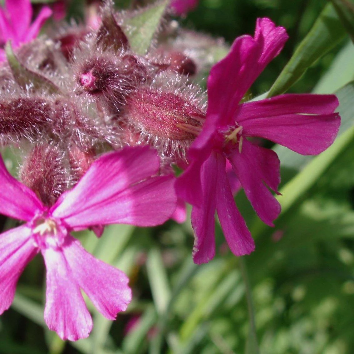 FuturePlanter Alle Pflanzen Im Shop Rote Lichtnelke (Silene Dioica) 8 FuturePlanter Alle Pflanzen Im Shop Rote Lichtnelke (Silene Dioica)