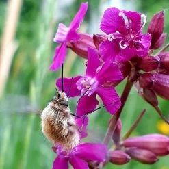 FuturePlanter Alle Pflanzen Im Shop Rote Lichtnelke (Silene Dioica)