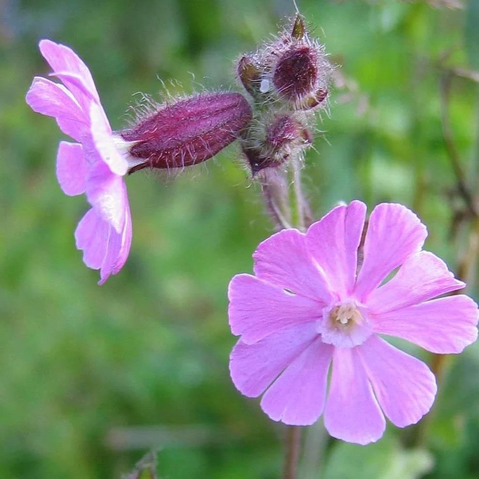 FuturePlanter Alle Pflanzen Im Shop Rote Lichtnelke (Silene Dioica) 6 FuturePlanter Alle Pflanzen Im Shop Rote Lichtnelke (Silene Dioica)