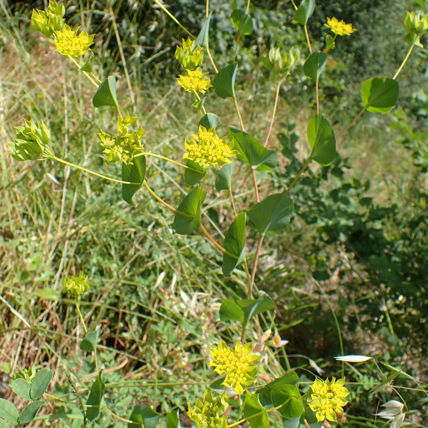 FuturePlanter Alle Pflanzen Im Shop Rundblättriges Hasenohr (Bupleurum Rotundifolium) 7 FuturePlanter Alle Pflanzen Im Shop Rundblättriges Hasenohr (Bupleurum Rotundifolium)