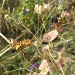 FuturePlanter Alle Pflanzen Im Shop Rundblättriges Hasenohr (Bupleurum Rotundifolium) 15 FuturePlanter Alle Pflanzen Im Shop Rundblättriges Hasenohr (Bupleurum Rotundifolium)