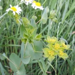 FuturePlanter Alle Pflanzen Im Shop Rundblättriges Hasenohr (Bupleurum Rotundifolium) 13 FuturePlanter Alle Pflanzen Im Shop Rundblättriges Hasenohr (Bupleurum Rotundifolium)