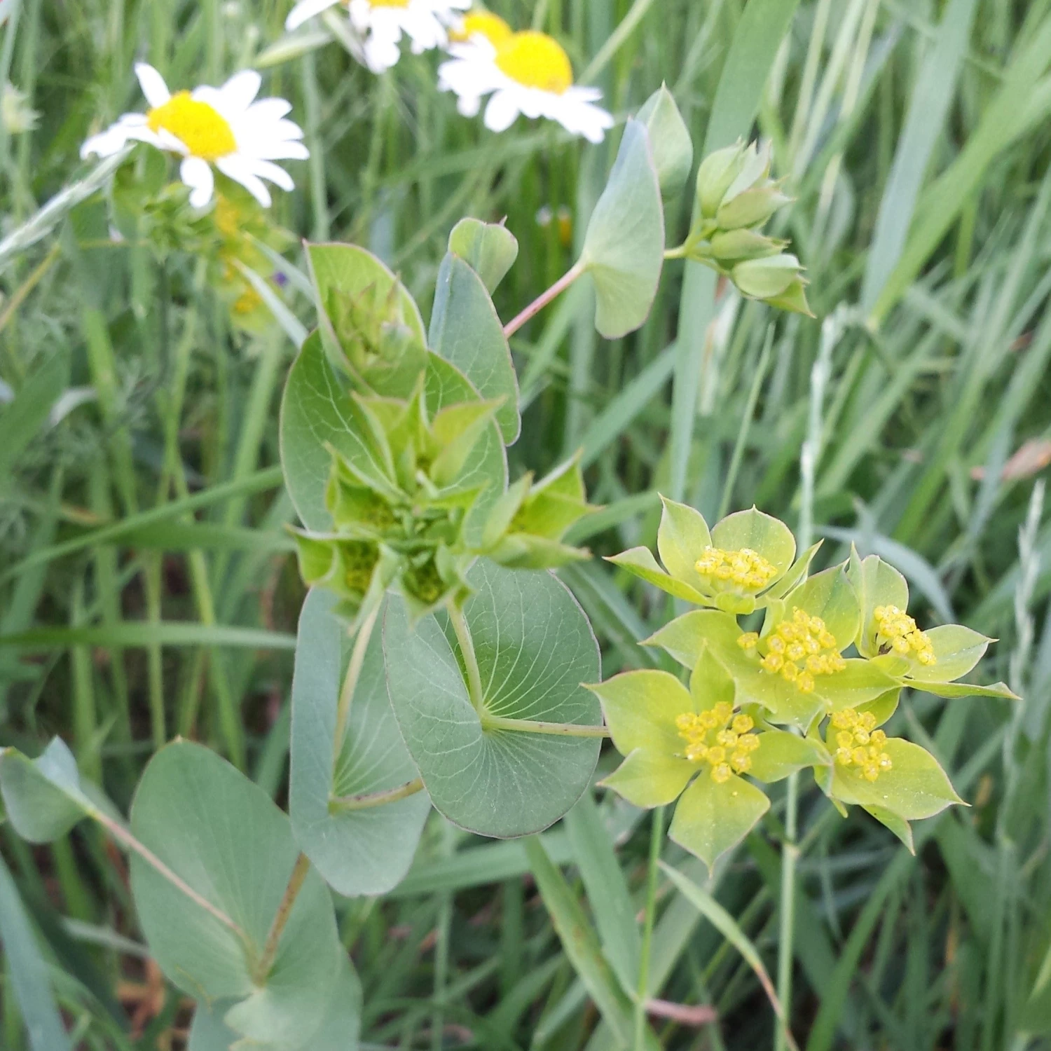 FuturePlanter Alle Pflanzen Im Shop Rundblättriges Hasenohr (Bupleurum Rotundifolium) 6 FuturePlanter Alle Pflanzen Im Shop Rundblättriges Hasenohr (Bupleurum Rotundifolium)