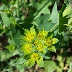 FuturePlanter Alle Pflanzen Im Shop Rundblättriges Hasenohr (Bupleurum Rotundifolium)