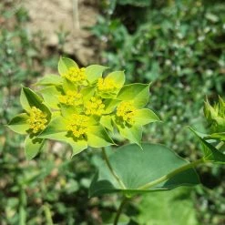 FuturePlanter Alle Pflanzen Im Shop Rundblättriges Hasenohr (Bupleurum Rotundifolium) 10 FuturePlanter Alle Pflanzen Im Shop Rundblättriges Hasenohr (Bupleurum Rotundifolium)