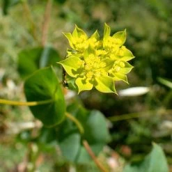 FuturePlanter Alle Pflanzen Im Shop Rundblättriges Hasenohr (Bupleurum Rotundifolium)