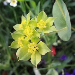 FuturePlanter Alle Pflanzen Im Shop Rundblättriges Hasenohr (Bupleurum Rotundifolium) 11 FuturePlanter Alle Pflanzen Im Shop Rundblättriges Hasenohr (Bupleurum Rotundifolium)
