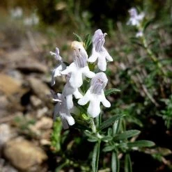 FuturePlanter Winter-Bohnenkraut (Satureja Montana) 7 FuturePlanter Winter-Bohnenkraut (Satureja Montana)