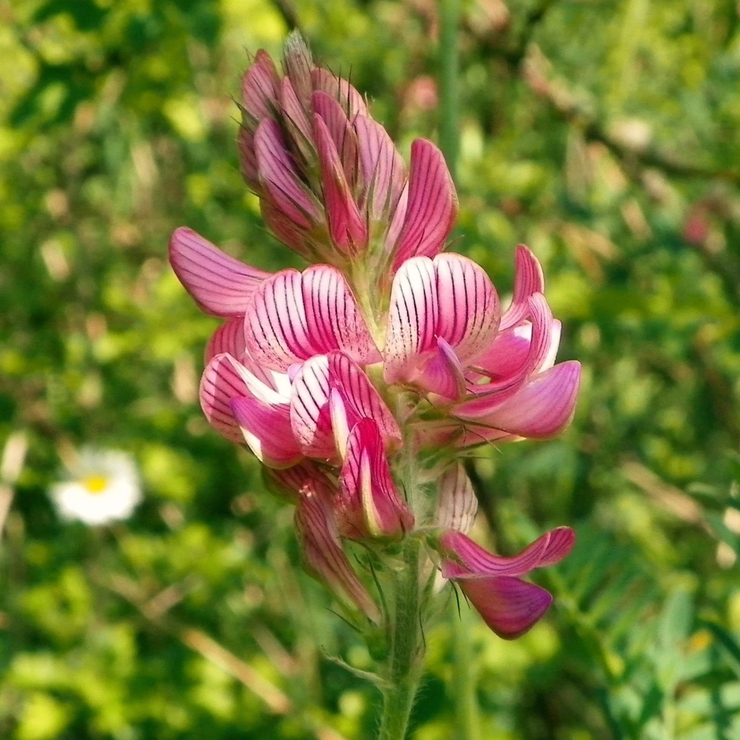 FuturePlanter Alle Pflanzen Im Shop Saat-Esparsette (Onobrychis Viciifolia) 7 FuturePlanter Alle Pflanzen Im Shop Saat-Esparsette (Onobrychis Viciifolia)