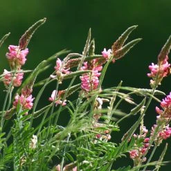 FuturePlanter Alle Pflanzen Im Shop Saat-Esparsette (Onobrychis Viciifolia) 10 FuturePlanter Alle Pflanzen Im Shop Saat-Esparsette (Onobrychis Viciifolia)