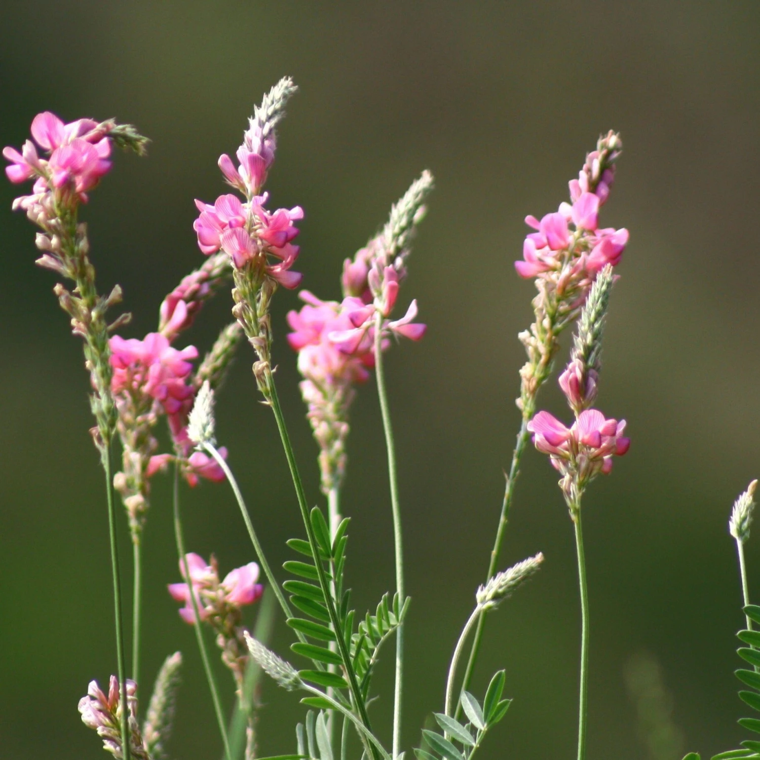 FuturePlanter Alle Pflanzen Im Shop Saat-Esparsette (Onobrychis Viciifolia) 4 FuturePlanter Alle Pflanzen Im Shop Saat-Esparsette (Onobrychis Viciifolia)