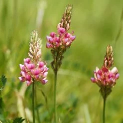 FuturePlanter Alle Pflanzen Im Shop Saat-Esparsette (Onobrychis Viciifolia)