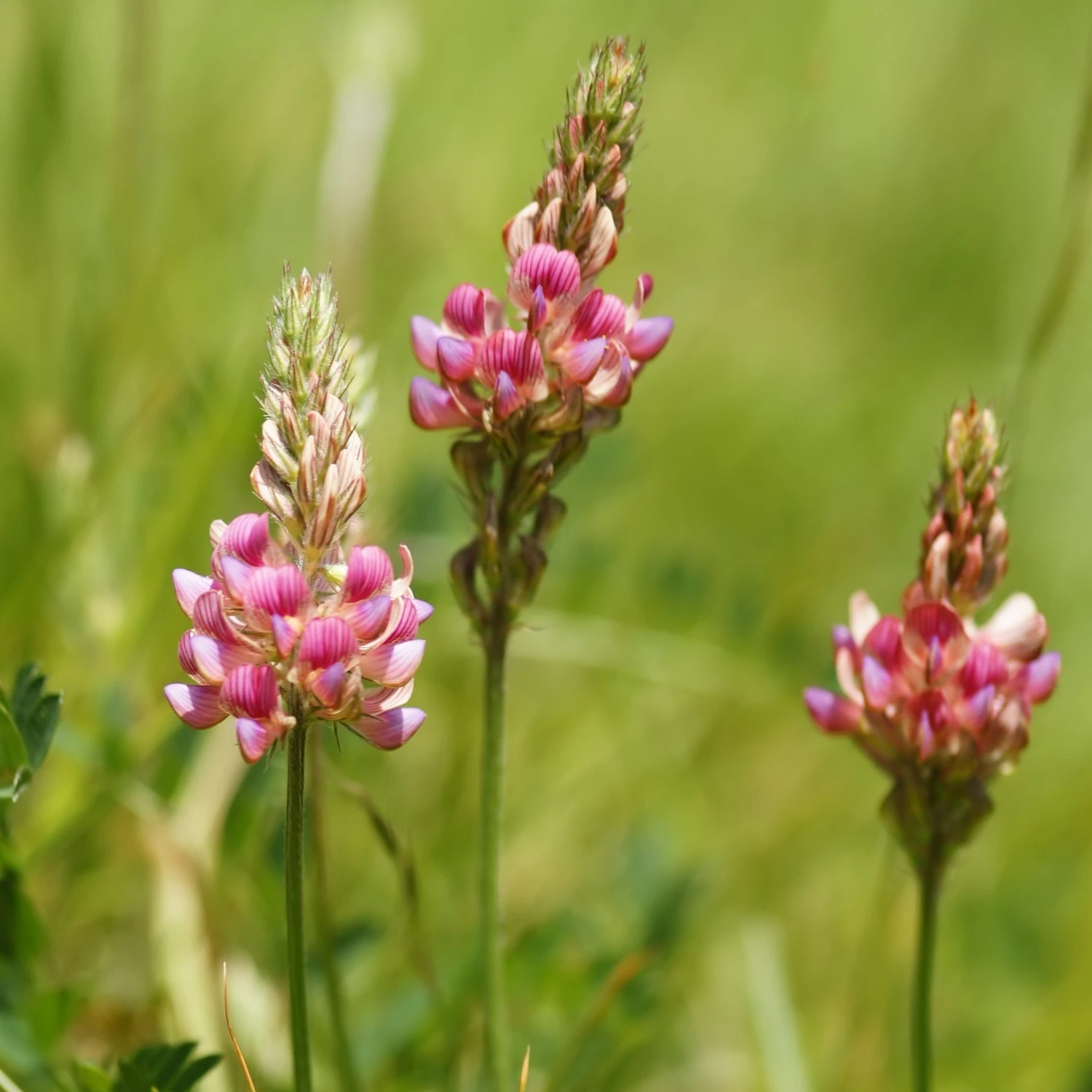 FuturePlanter Alle Pflanzen Im Shop "Basel Stadt" Wildstauden-Set 4 FuturePlanter Alle Pflanzen Im Shop "Basel Stadt" Wildstauden-Set