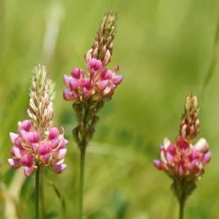 FuturePlanter "St. Gallen" Wildstauden-Set 9 FuturePlanter