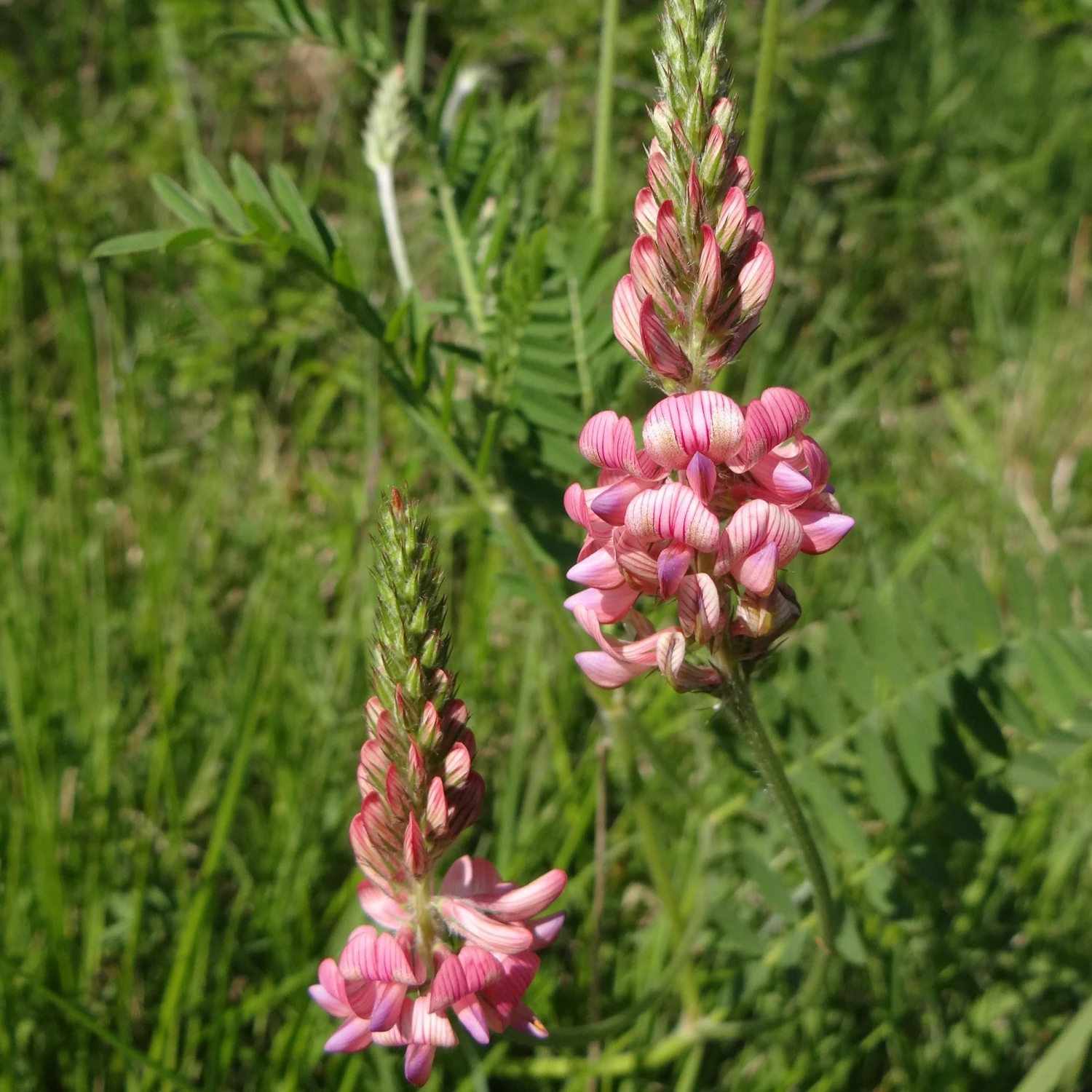 FuturePlanter Alle Pflanzen Im Shop Saat-Esparsette (Onobrychis Viciifolia) 6 FuturePlanter Alle Pflanzen Im Shop Saat-Esparsette (Onobrychis Viciifolia)