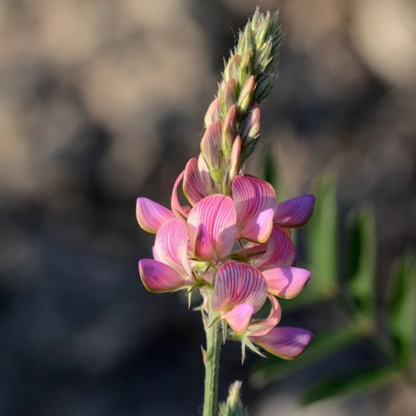 FuturePlanter Alle Pflanzen Im Shop Saat-Esparsette (Onobrychis Viciifolia) 5 FuturePlanter Alle Pflanzen Im Shop Saat-Esparsette (Onobrychis Viciifolia)
